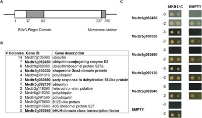 The Heat Shock Protein 40-Type Chaperone MASH Supports the Endoplasmic Reticulum-Associated Degradation E3 Ubiquitin Ligase MAKIBISHI1 in Medicago truncatula